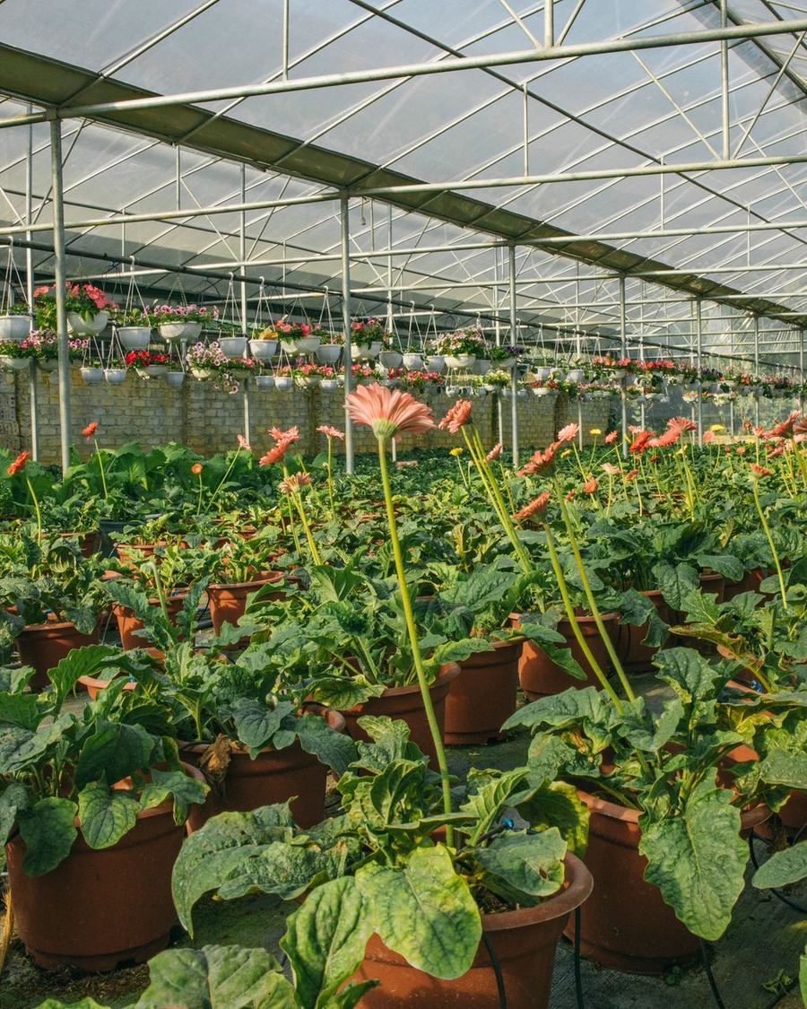 Gerbera in Terrakottatöpfen in einem langen Gewächshaus